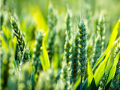 作為肥料代理商怎么實(shí)現(xiàn)雙贏局é?.jpg 作為肥料代理商怎么實(shí)現(xiàn)雙贏局é?.jpg